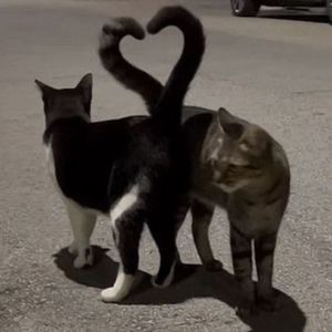 Meet your Posher, Kai༊*· ̊